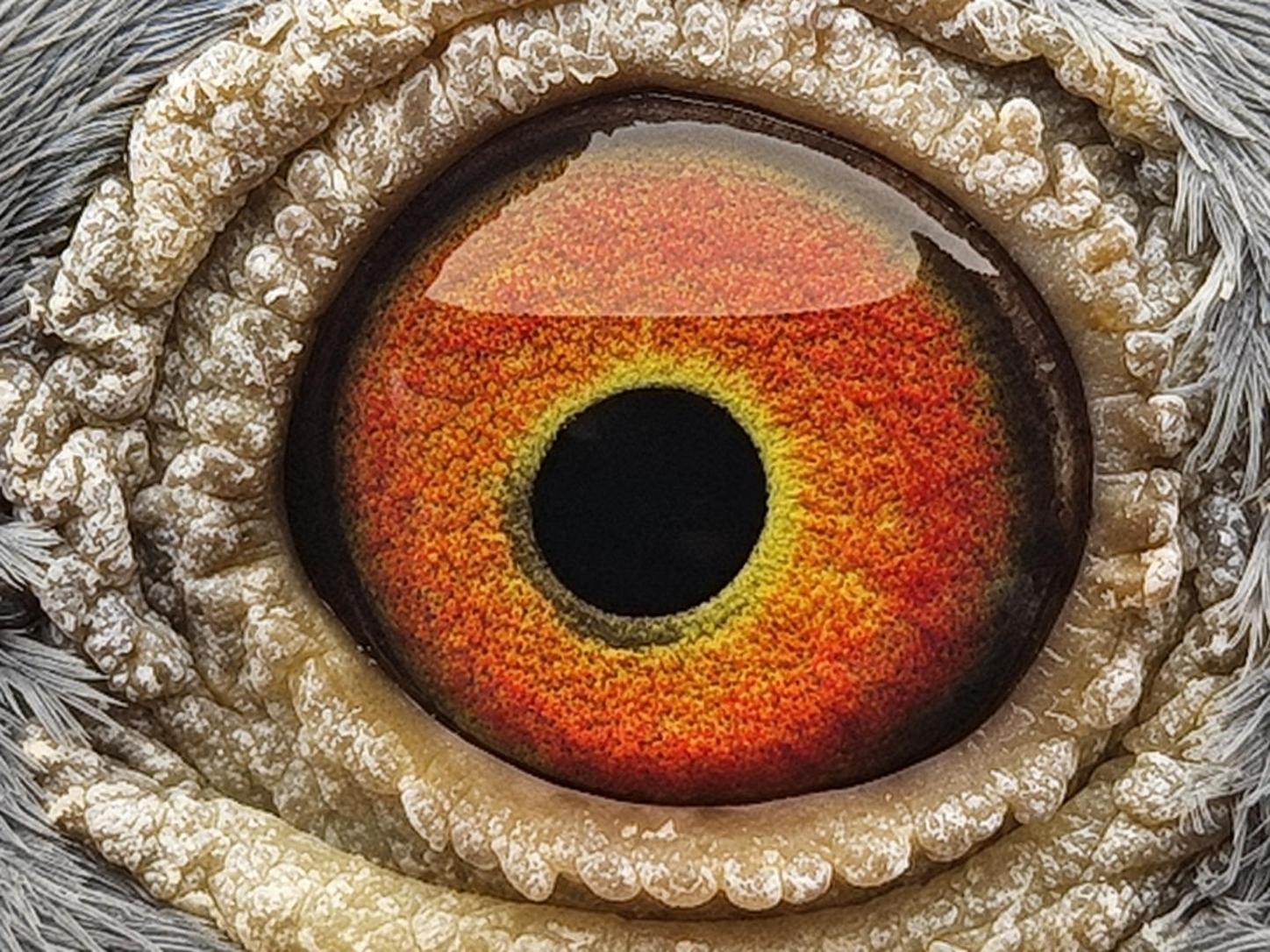 Pigeon eye